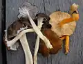 Liška žlutavá (Craterellus lutescens), vlevo albinoidní forma