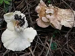 Krásnoporka mlynářka