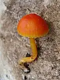 voskovka hořká (Hygrocybe mucronella)