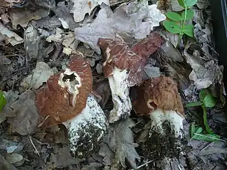 Ucháč svazčitý (Gyromitra fastigiata)