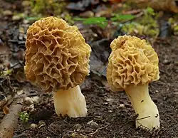 smrž obecný (Morchella esculenta)