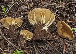 Chřapáč (kališník) obecný (Helvella acetabulum)