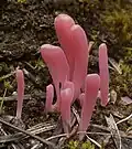 Hladký hymenofor (kyjanka růžová – Clavaria rosea)