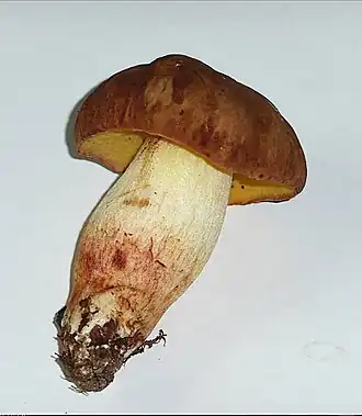 alternativní popis obrázku chybí