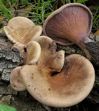 alternativní popis obrázku chybí