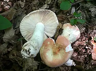 alternativní popis obrázku chybí