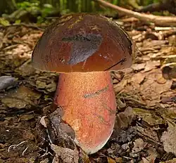 2012-07-12 Boletus erythropus crop