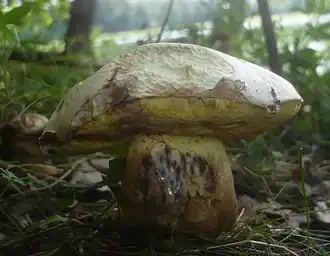 popis obrázku chybí