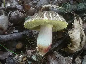 popis obrázku chybí