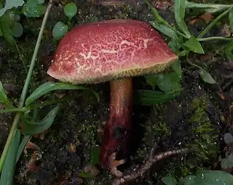 alternativní popis obrázku chybí