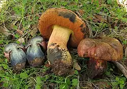 Suillellus amygdalinus