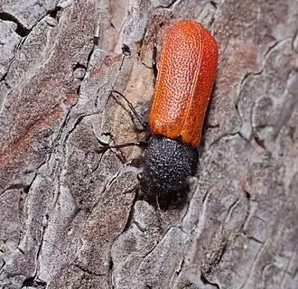 alternativní popis obrázku chybí