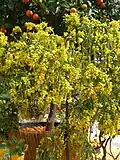 Acacia dealbata