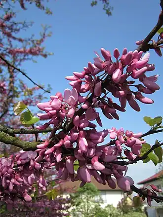 alternativní popis obrázku chybí