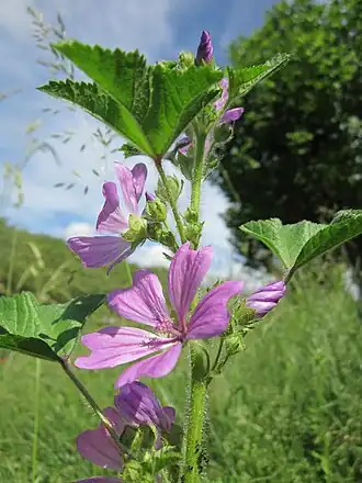 alternativní popis obrázku chybí