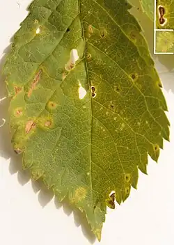 Nekrotická kroužkovitost třešně. Vzorek byl odebrán z prodávaného zboží ve školce.