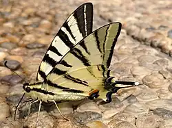 otakárek ovocný (Iphiclides podaliriu)