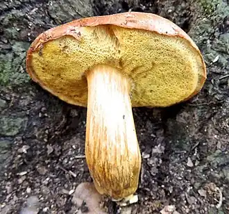 popis obrázku chybí