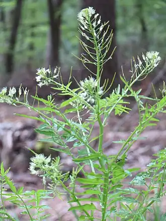 alternativní popis obrázku chybí