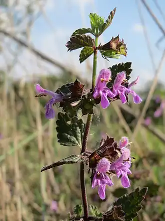 alternativní popis obrázku chybí