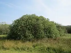 Typický bochánkovitý porost vrby popelavé uprostřed louky