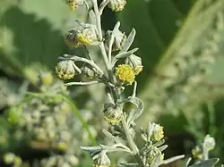 Úbory žlutých květů