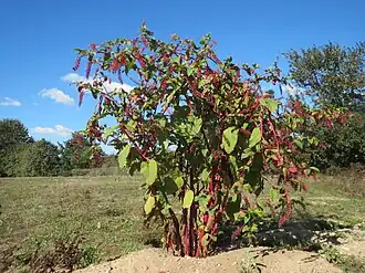 alternativní popis obrázku chybí