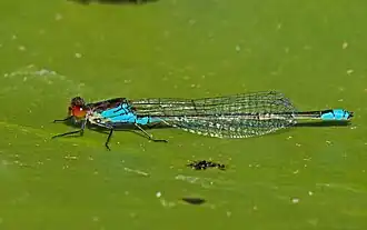 alternativní popis obrázku chybí