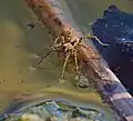Slíďák mokřadní, Pardosa amentata, samec