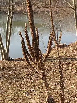 Plodící d. malokvětá