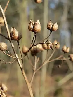 Otevírající se tobolky