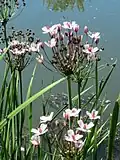 Šmel okoličnatý (Butomus umbellatus)[15]