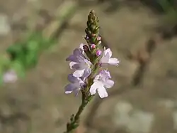 Květenství sporýše lékařského