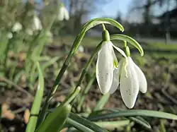 Sněženka podsněžník (Galanthus nivalis)[10]