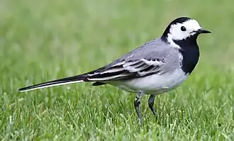 alternativní popis obrázku chybí