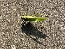 kobylka zelená (Tetigonia viridissima)