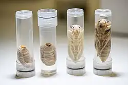 Fotografie ukazuje čtyři malé zkumavky, v nichž jsou umístěny larvy a dvě stádia kukel sršně mandarínské