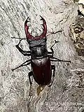 roháč obecný (Lucanus cervus)