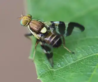 alternativní popis obrázku chybí