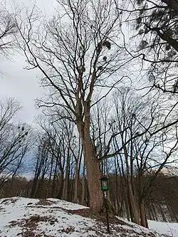 Klen v Horních Domaslavicích