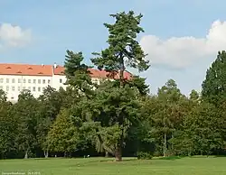 Mohutná borovice v parkovém porostu