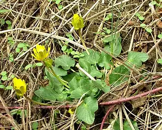 alternativní popis obrázku chybí