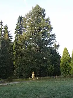 Douglaska na Třech trubkách