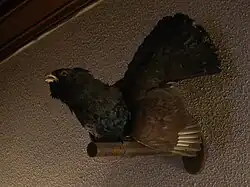 Tetřev nade dveřmi na schodiště