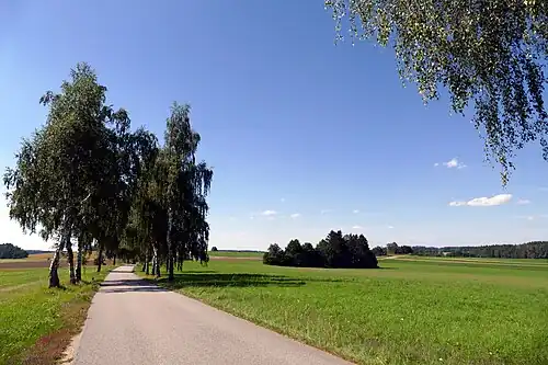 Cesta k České Olešné