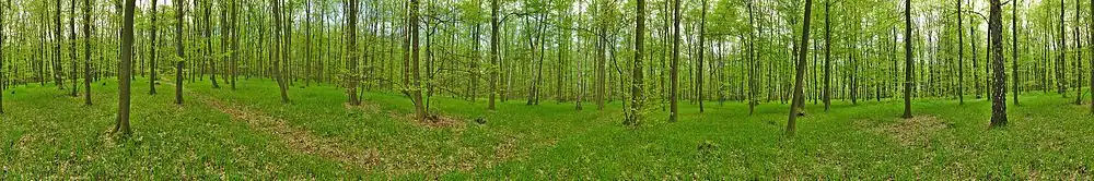 360° panoramatický rozhled z prostřed přírodní rezervace Vitčický les