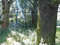 Kmeny tří dubů (červenec 2017)