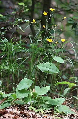 alternativní popis obrázku chybí