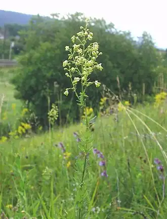 alternativní popis obrázku chybí