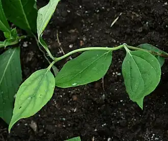 alternativní popis obrázku chybí